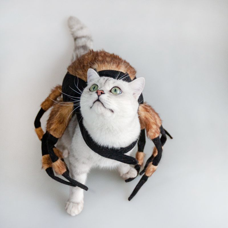 Pet Spider Costume – Funny Halloween Dress Up for Dogs & Cats - Dazzling Beauty Solution